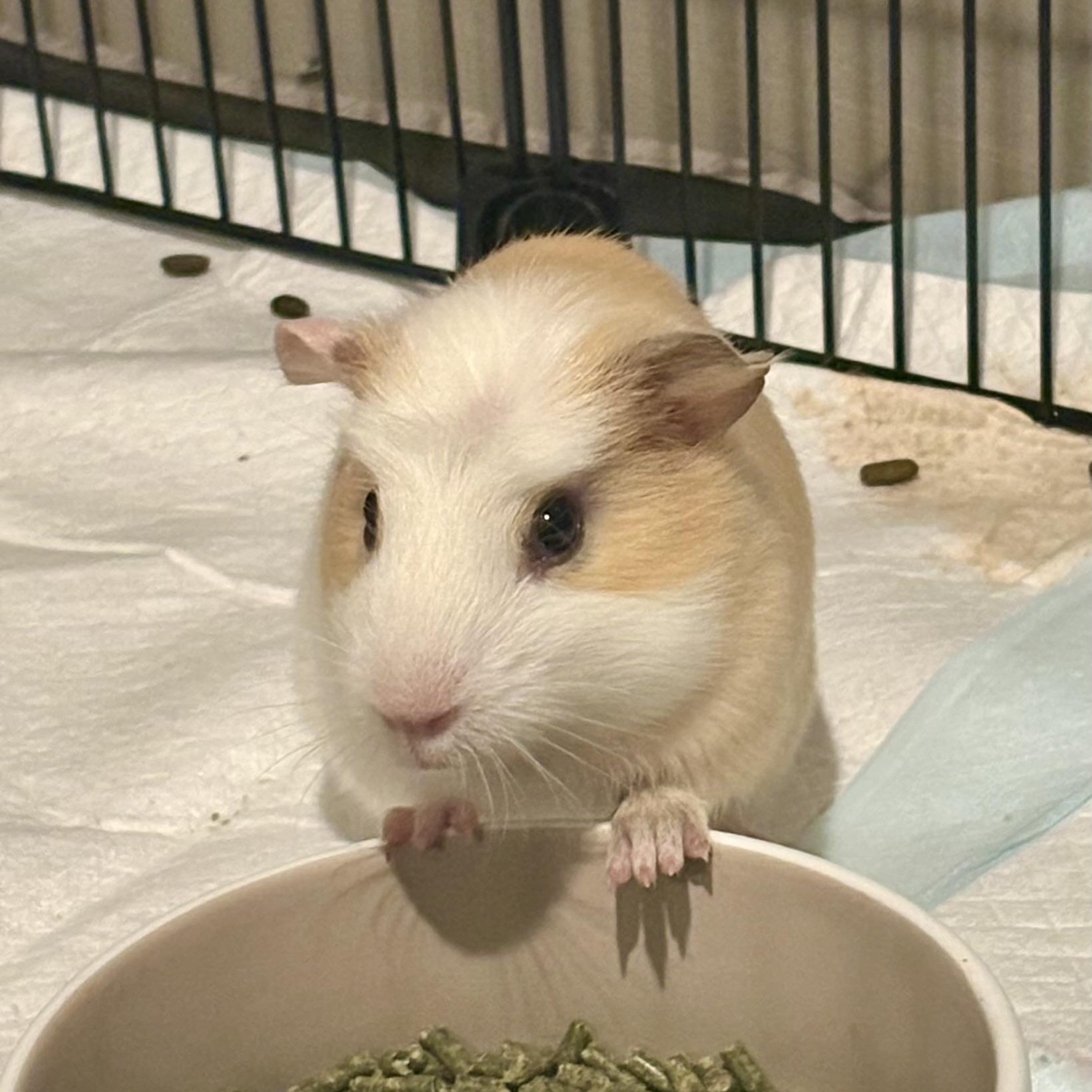 Enlarge Adeline & Emery, a Adoptable Short-Haired in Andover, CT image 2/5