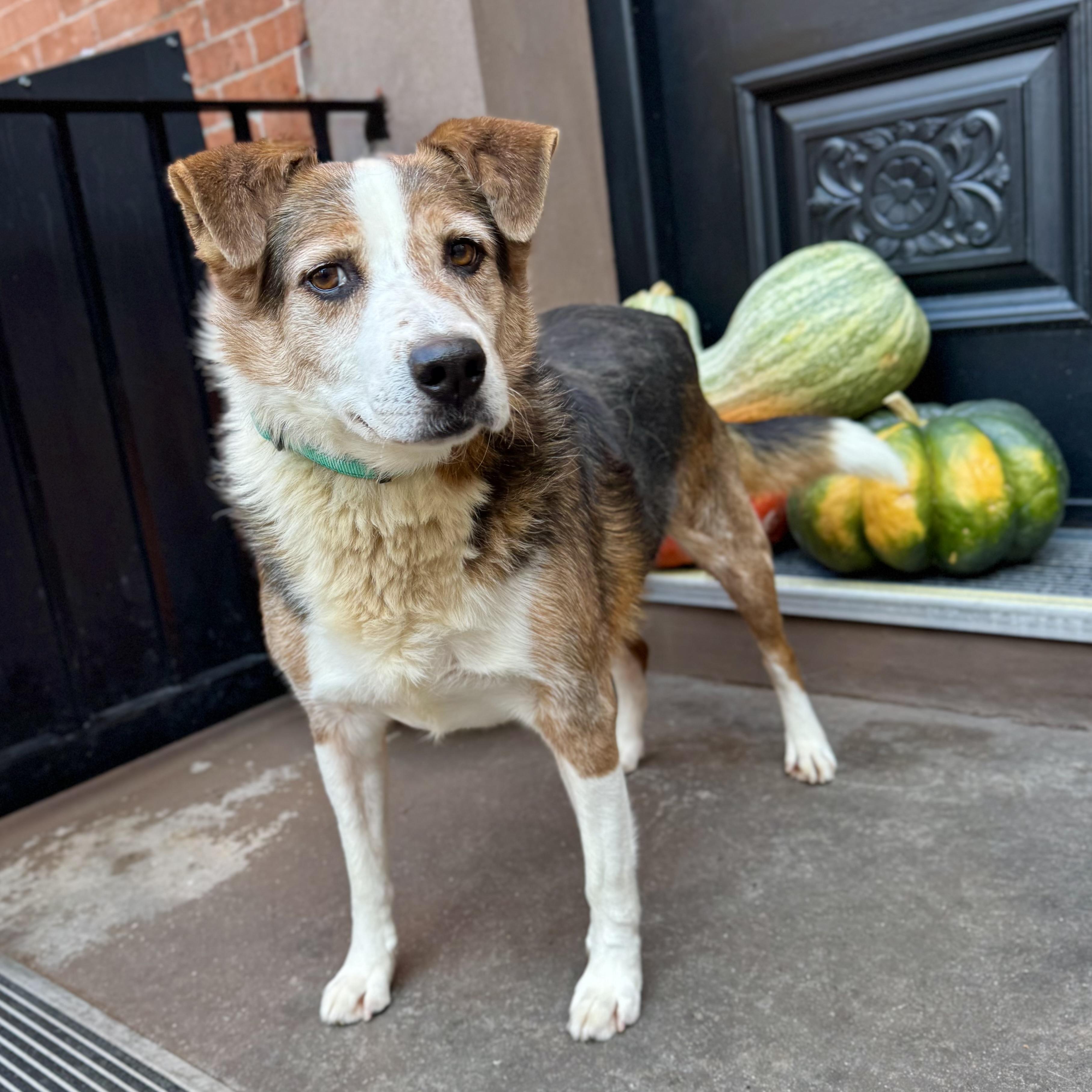 Enlarge Derry, a Adoptable mixed breed in New York, NY image 5/6