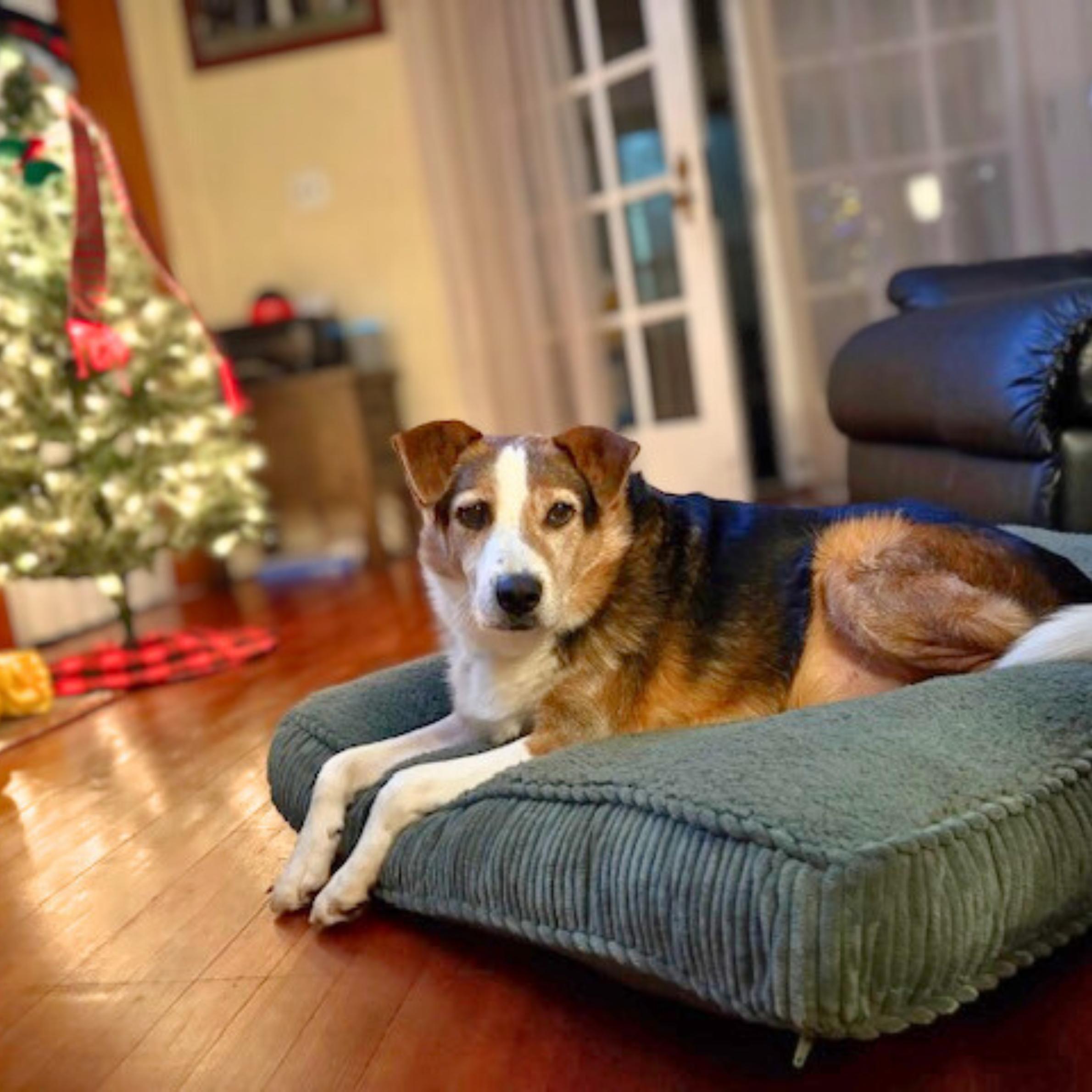 Enlarge Derry, a Adoptable mixed breed in New York, NY image 3/6