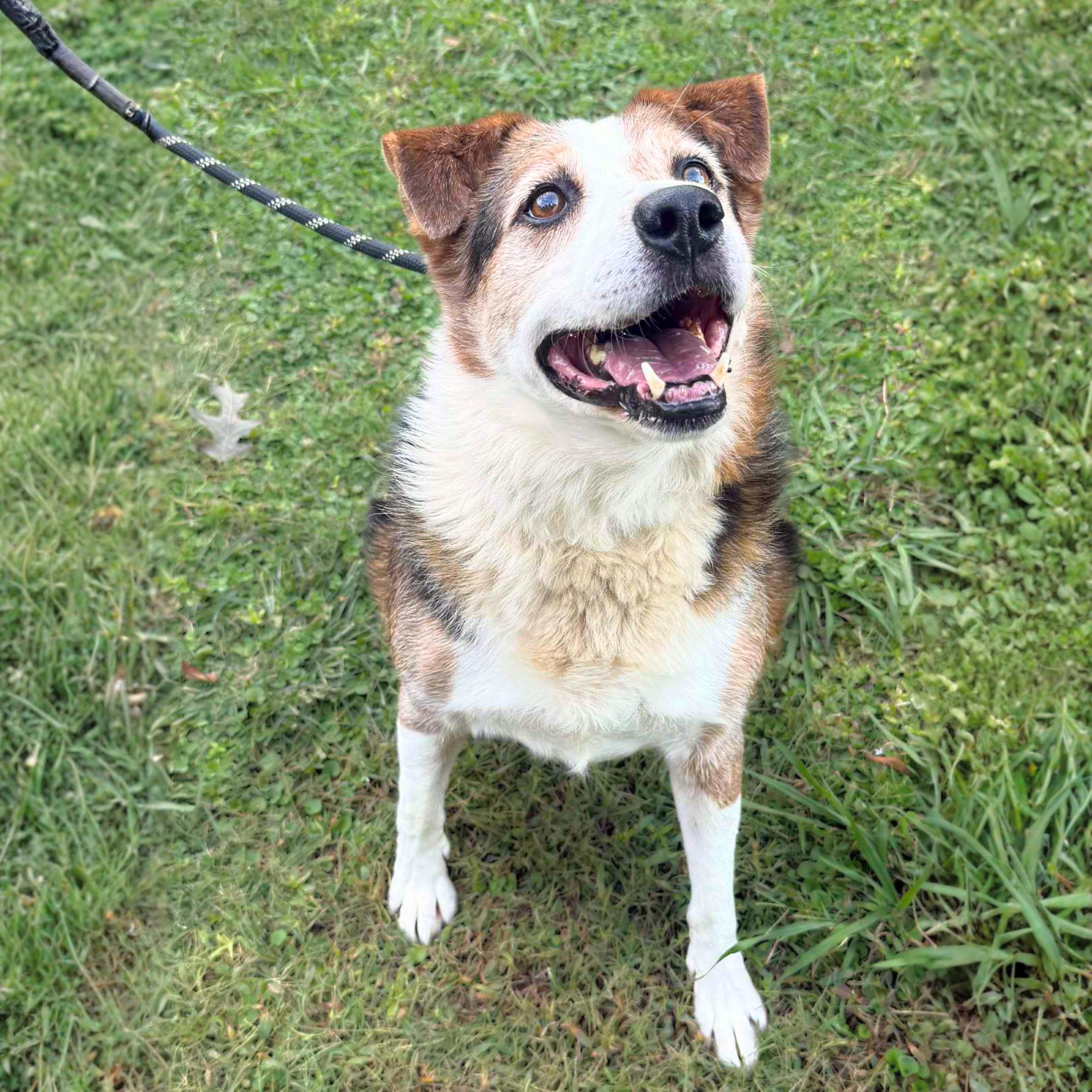 Enlarge Derry, a Adoptable mixed breed in New York, NY image 6/6