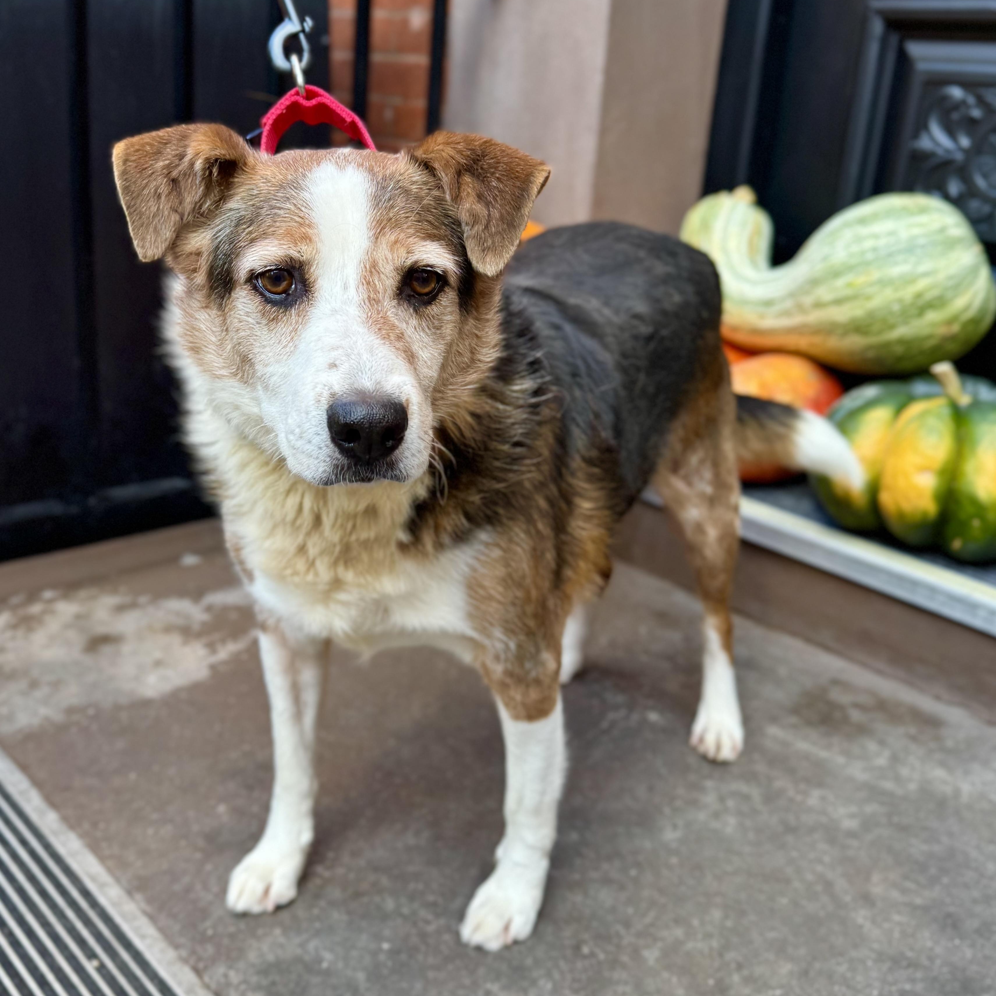 Enlarge Derry, a Adoptable mixed breed in New York, NY image 1/6