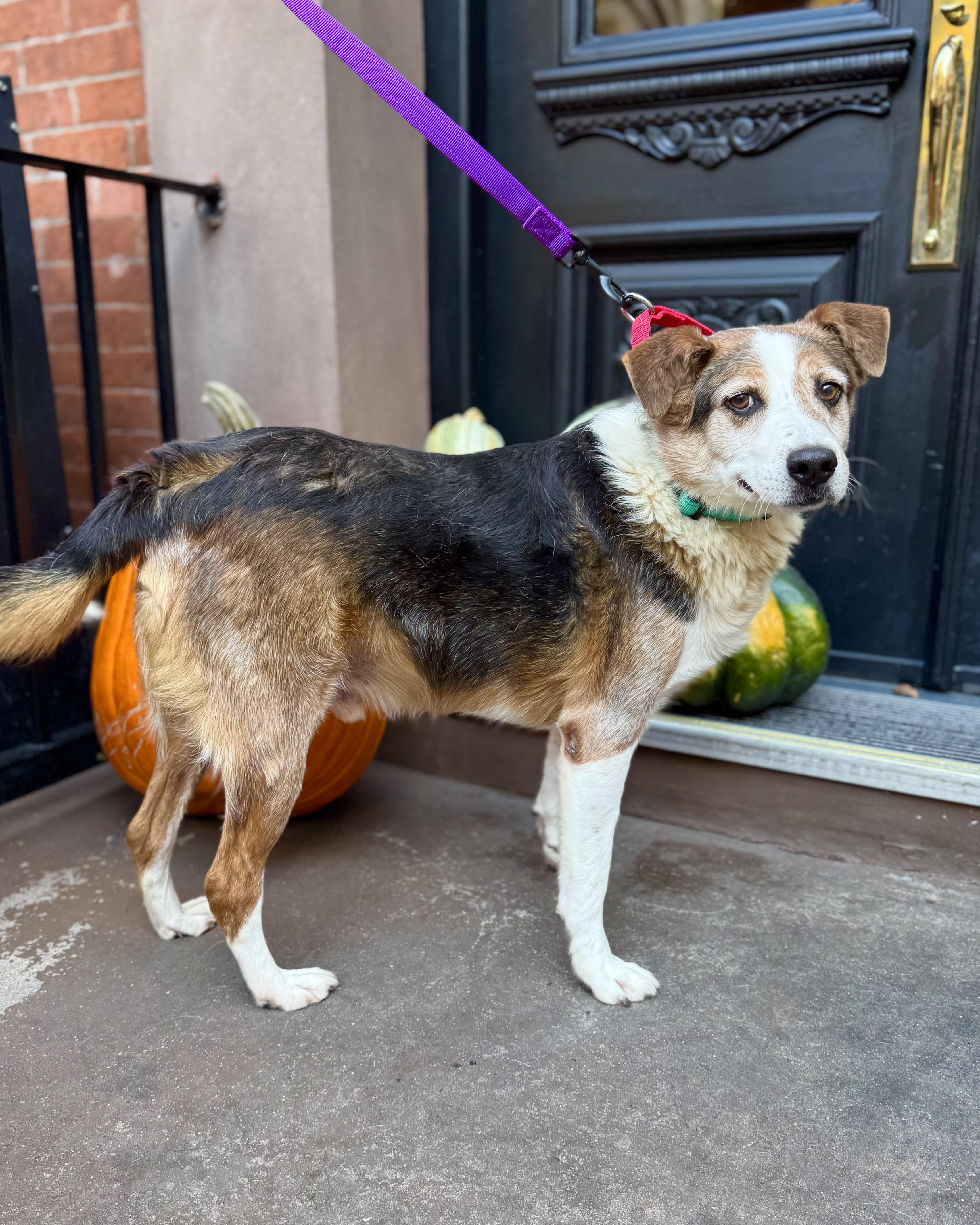 Enlarge Derry, a Adoptable mixed breed in New York, NY image 4/6