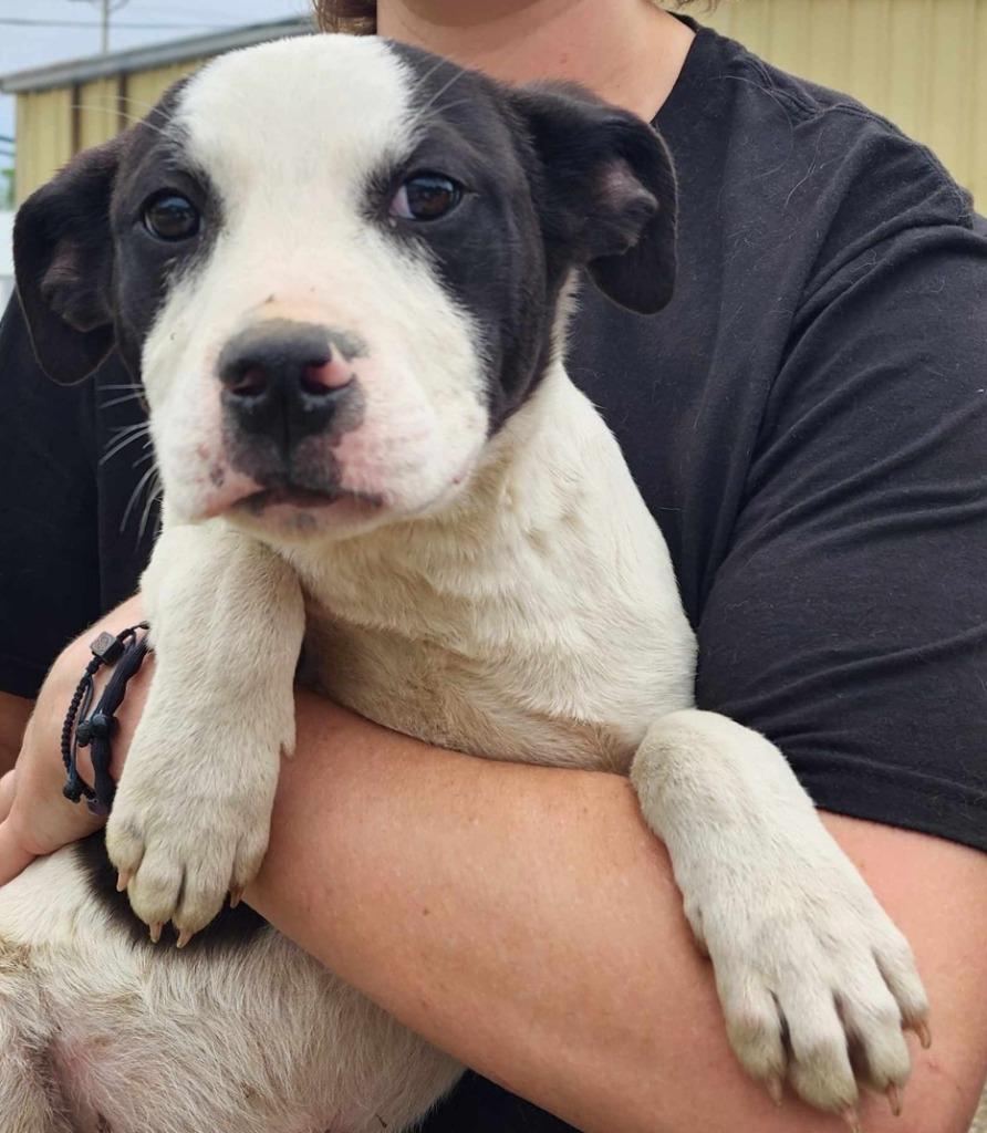 Bull Lee Tucker, a Adopted mixed breed in El Dorado, AR image 1/6