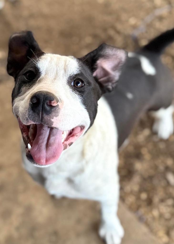 Bull Lee Tucker, a Adopted mixed breed in El Dorado, AR image 1/6