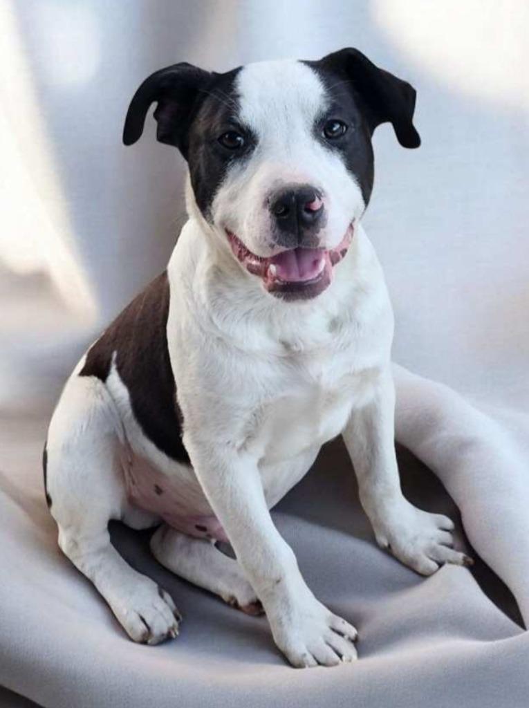 Bull Lee Tucker, a Adopted mixed breed in El Dorado, AR image 5/6