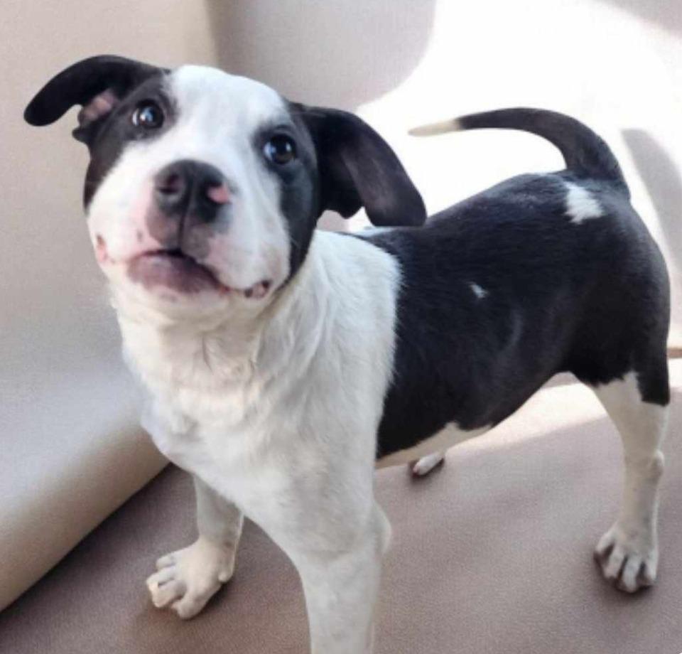 Bull Lee Tucker, a Adopted mixed breed in El Dorado, AR image 6/6