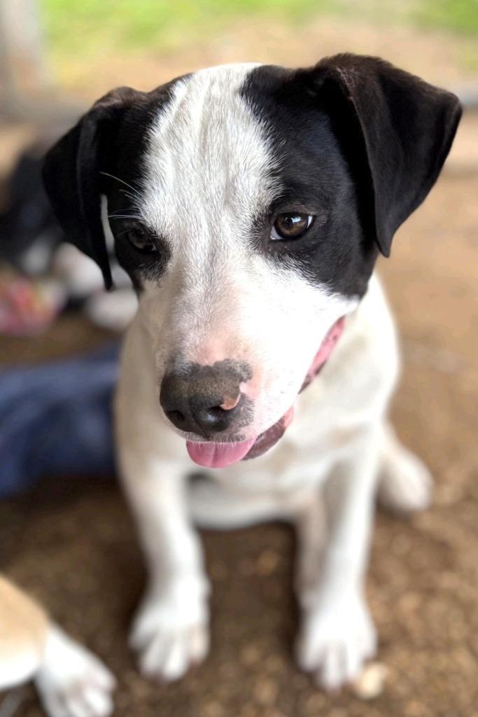Bull Lee Tucker, a Adopted mixed breed in El Dorado, AR image 6/6