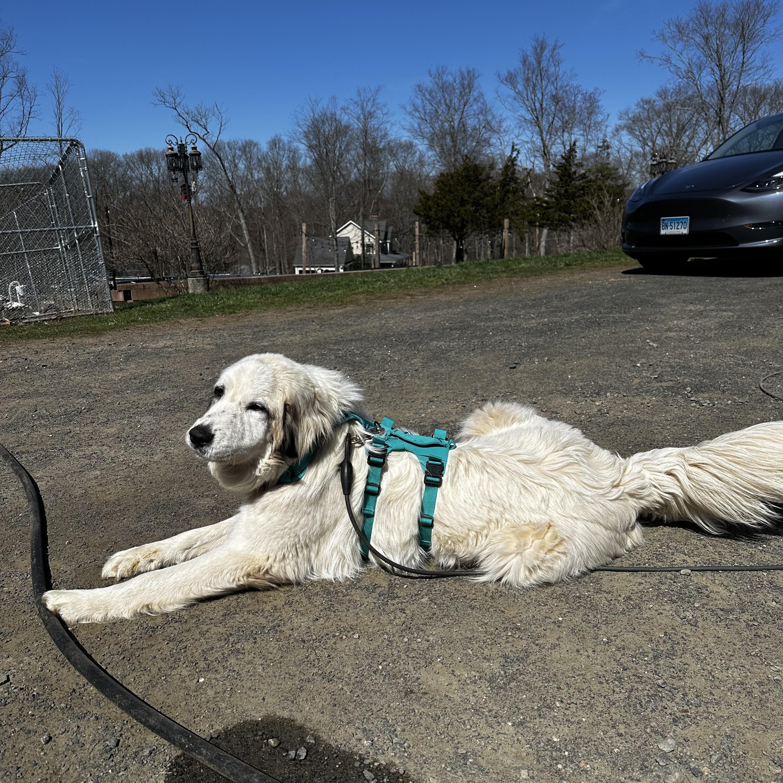 Enlarge Freya, an adopted mixed breed in East Haddam, CT image 2/3