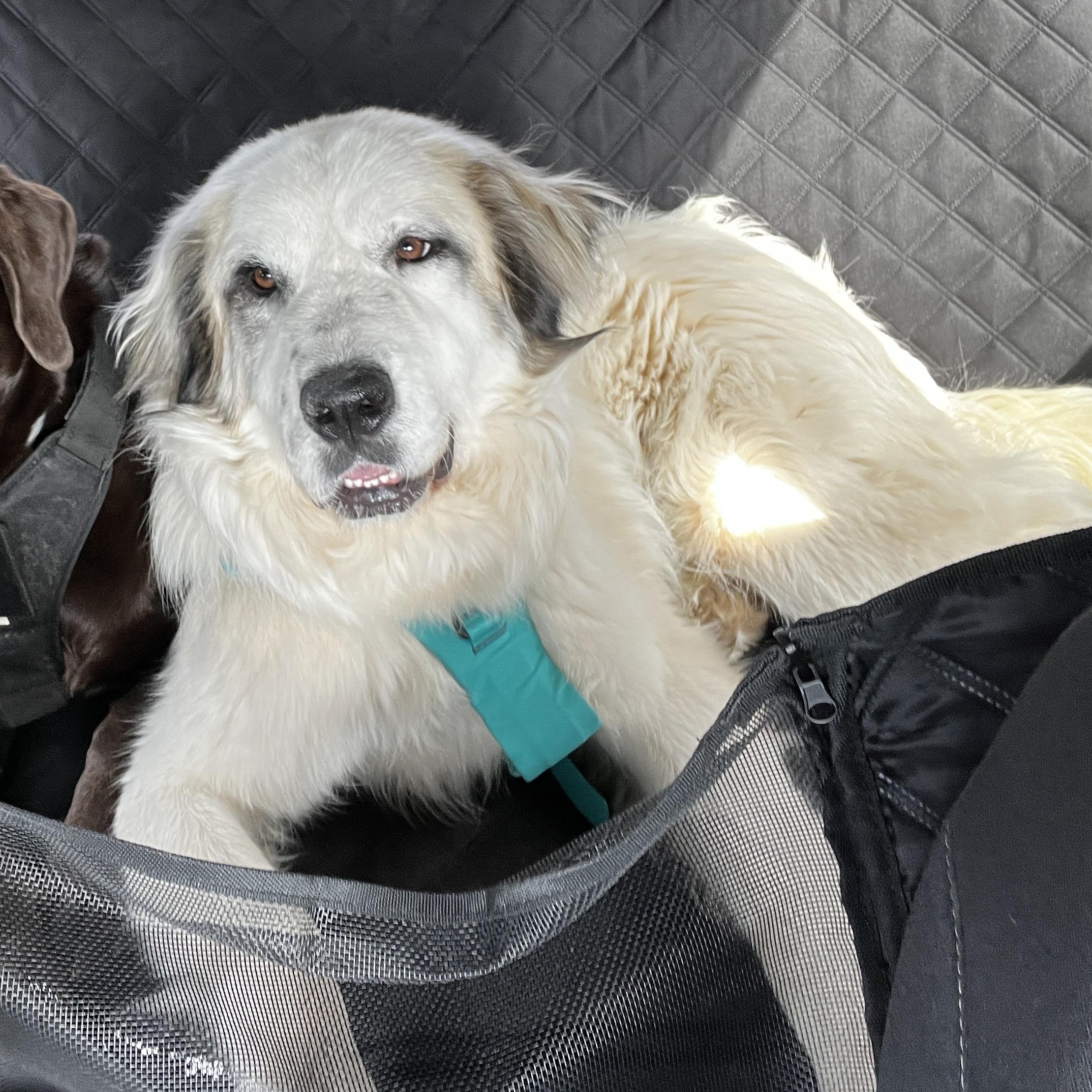 Freya, adopted, Young Female Great Pyrenees.