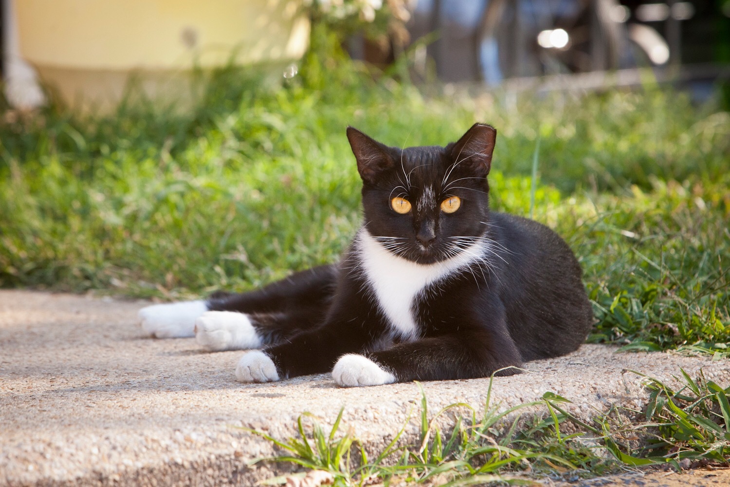 Barn Cats photo 4