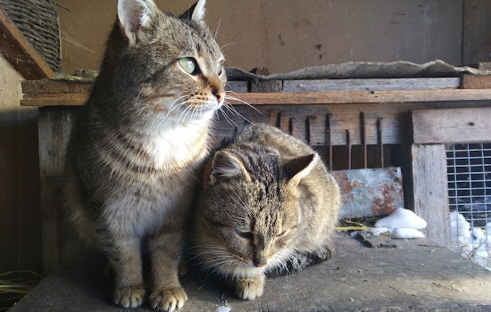 Barn Cats photo 1
