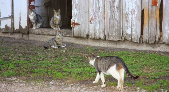 Barn Cats, a Adoptable mixed breed in Milwaukee, WI image 4/6