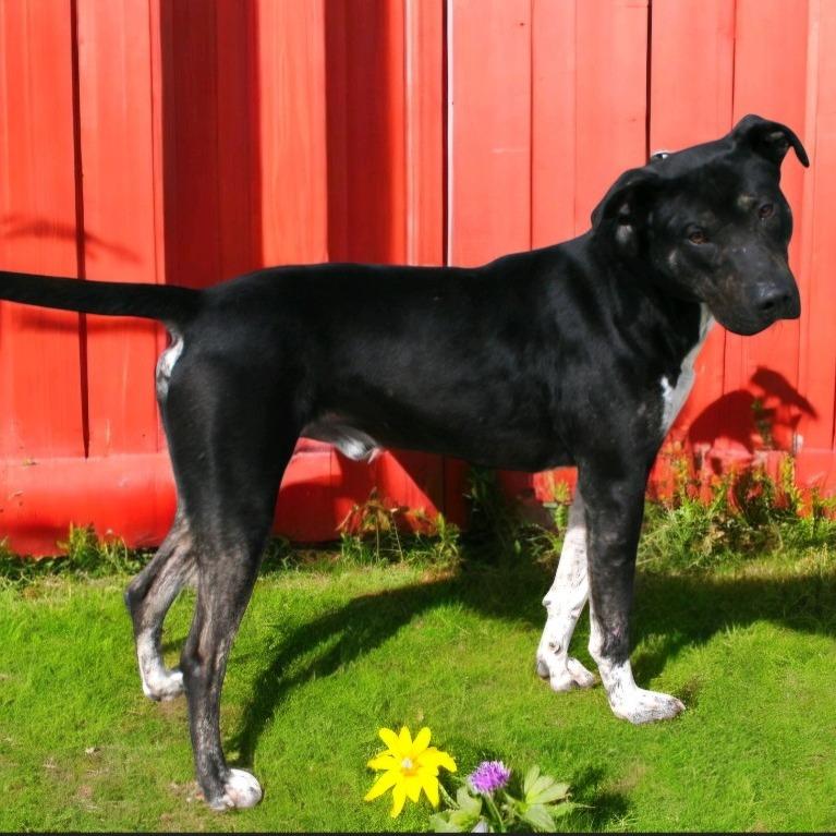 Enlarge Roy, a Adoptable mixed breed in Pulaski, TN image 1/2