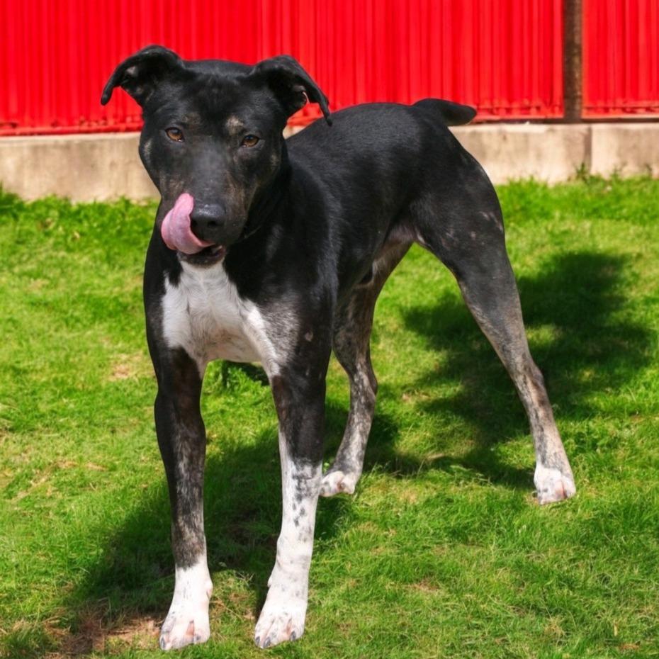 Enlarge Roy, a Adoptable mixed breed in Pulaski, TN image 2/2