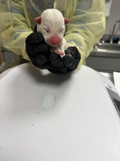 Enlarge Keroppi, a Adoptable mixed breed in Sevierville, TN image 1/1