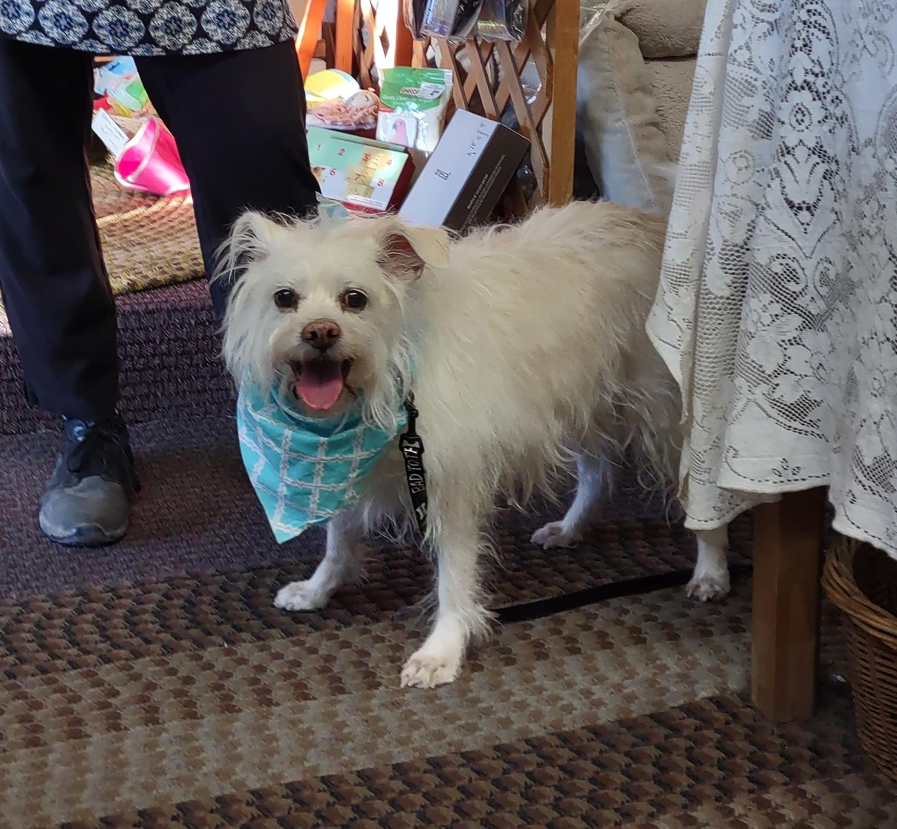 Charlie, Adoptable, Senior Male Terrier.