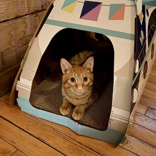 Enlarge Scooch, a Adoptable mixed breed in Knoxville, TN image 3/6