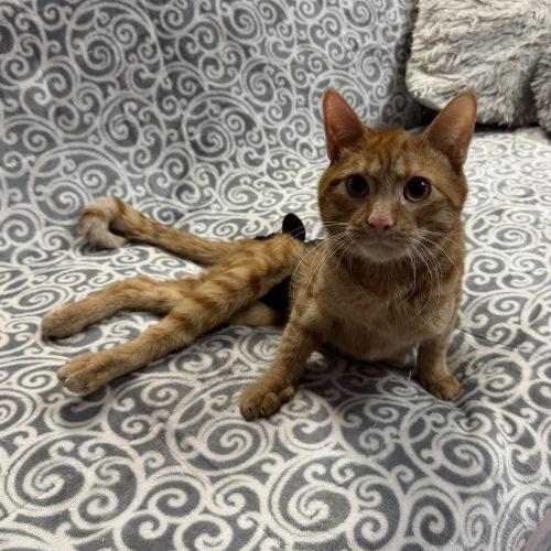 Scooch, a Adoptable mixed breed in Knoxville, TN image 4/6