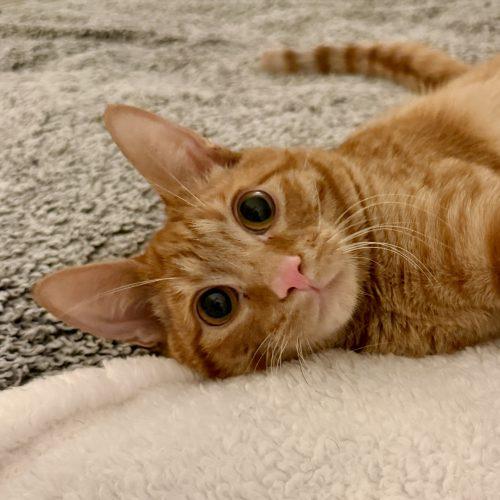 Enlarge Scooch, a Adoptable mixed breed in Knoxville, TN image 4/6