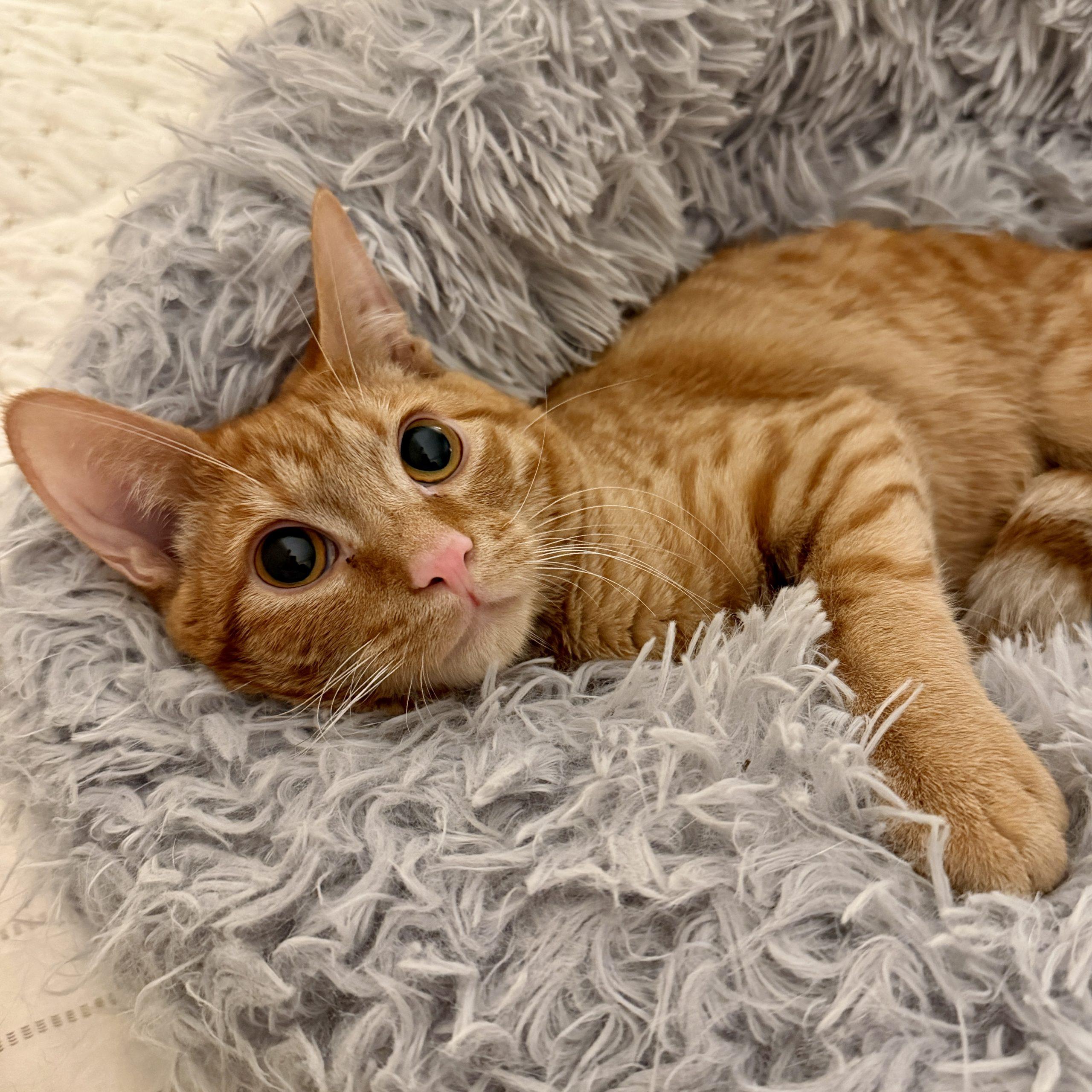 Scooch, a Adoptable mixed breed in Knoxville, TN image 5/6