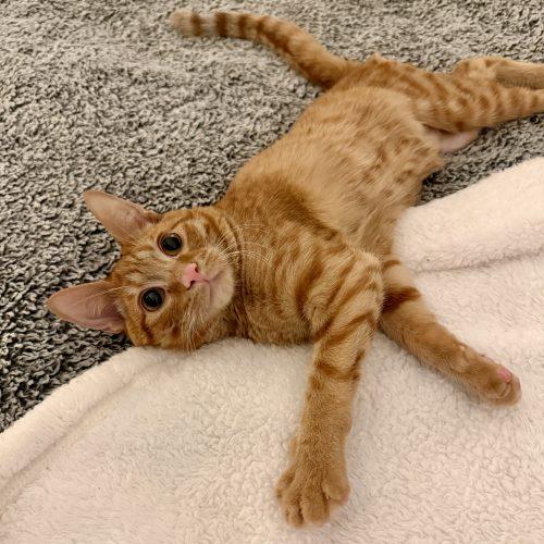 Enlarge Scooch, a Adoptable mixed breed in Knoxville, TN image 5/6