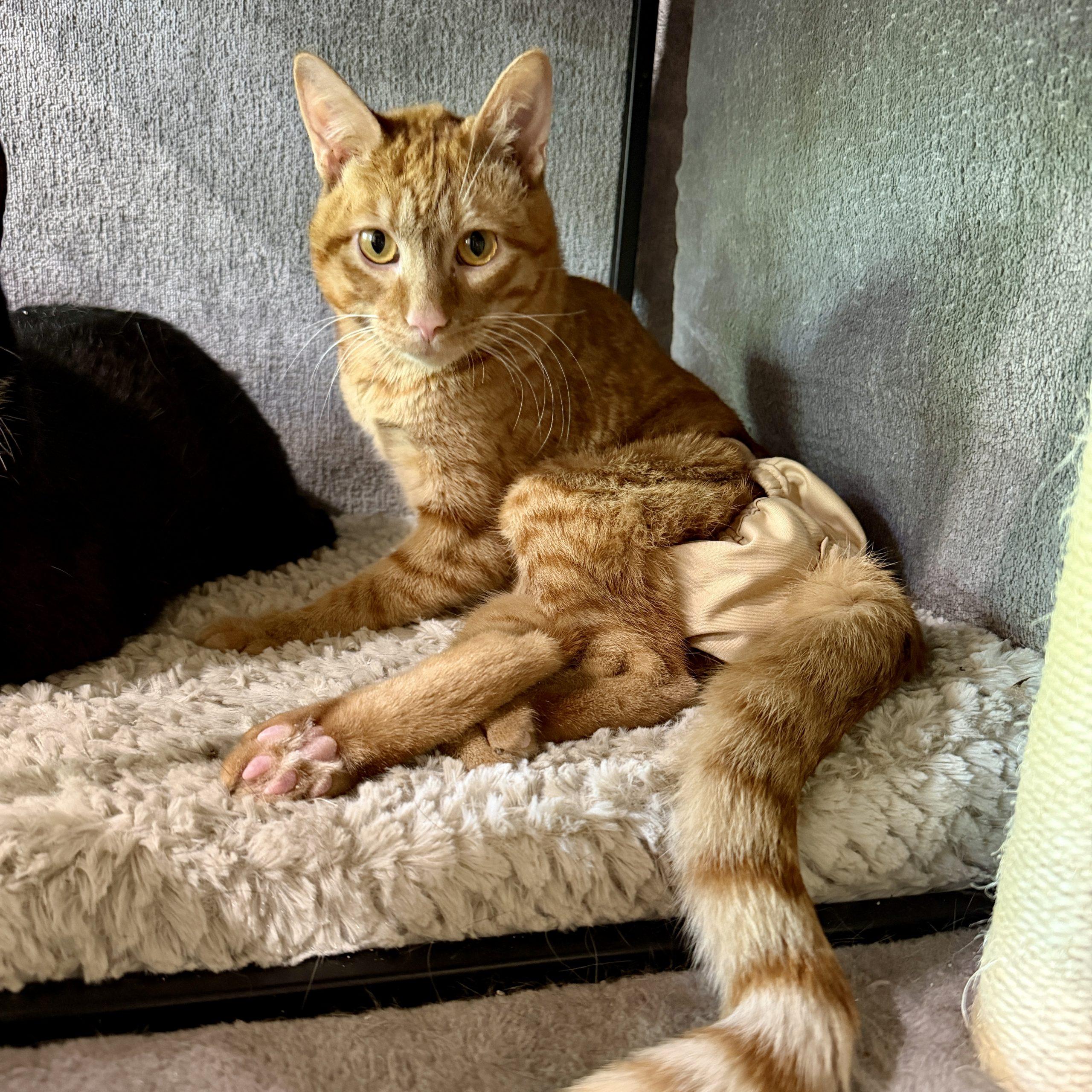 Scooch, a Adoptable mixed breed in Knoxville, TN image 6/6
