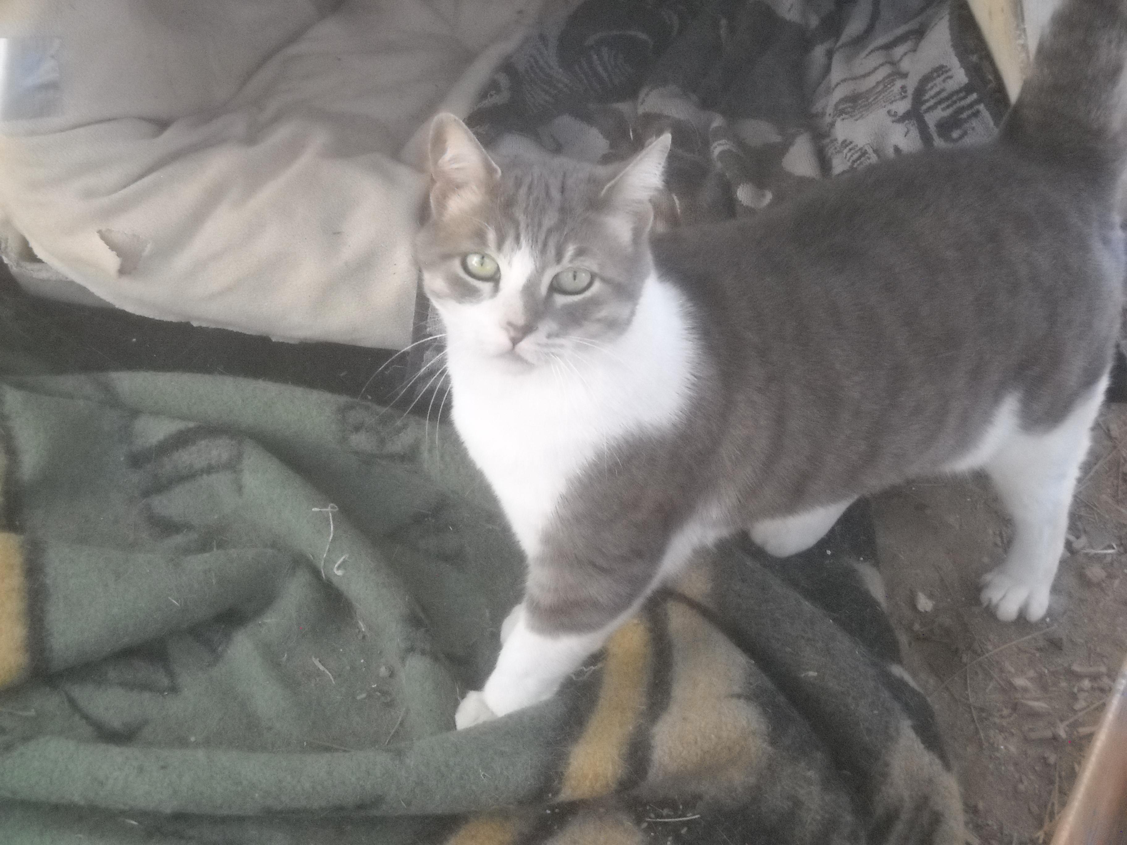 Mama Cat  Oakhurst, CA