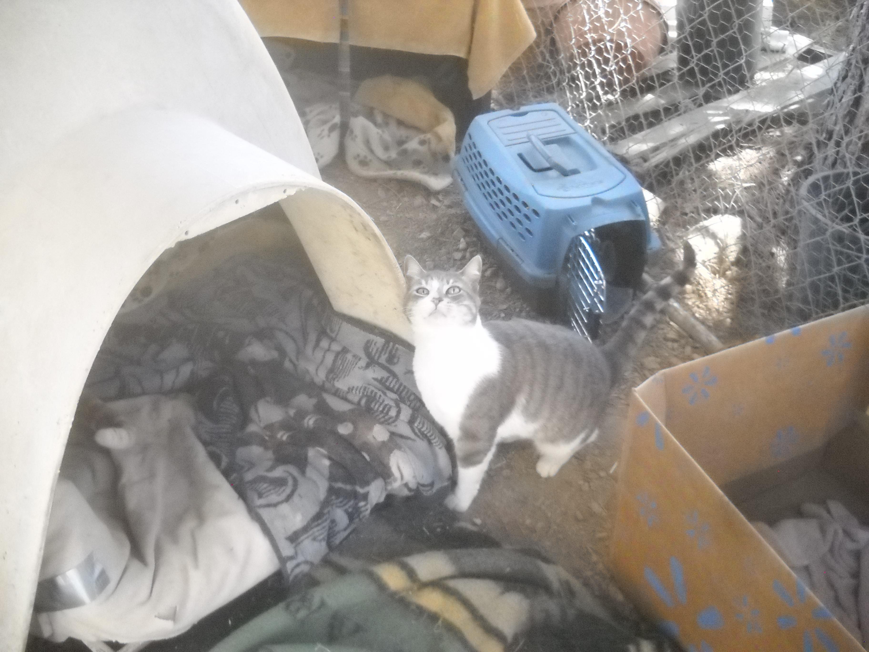 Mama Cat  Oakhurst, CA