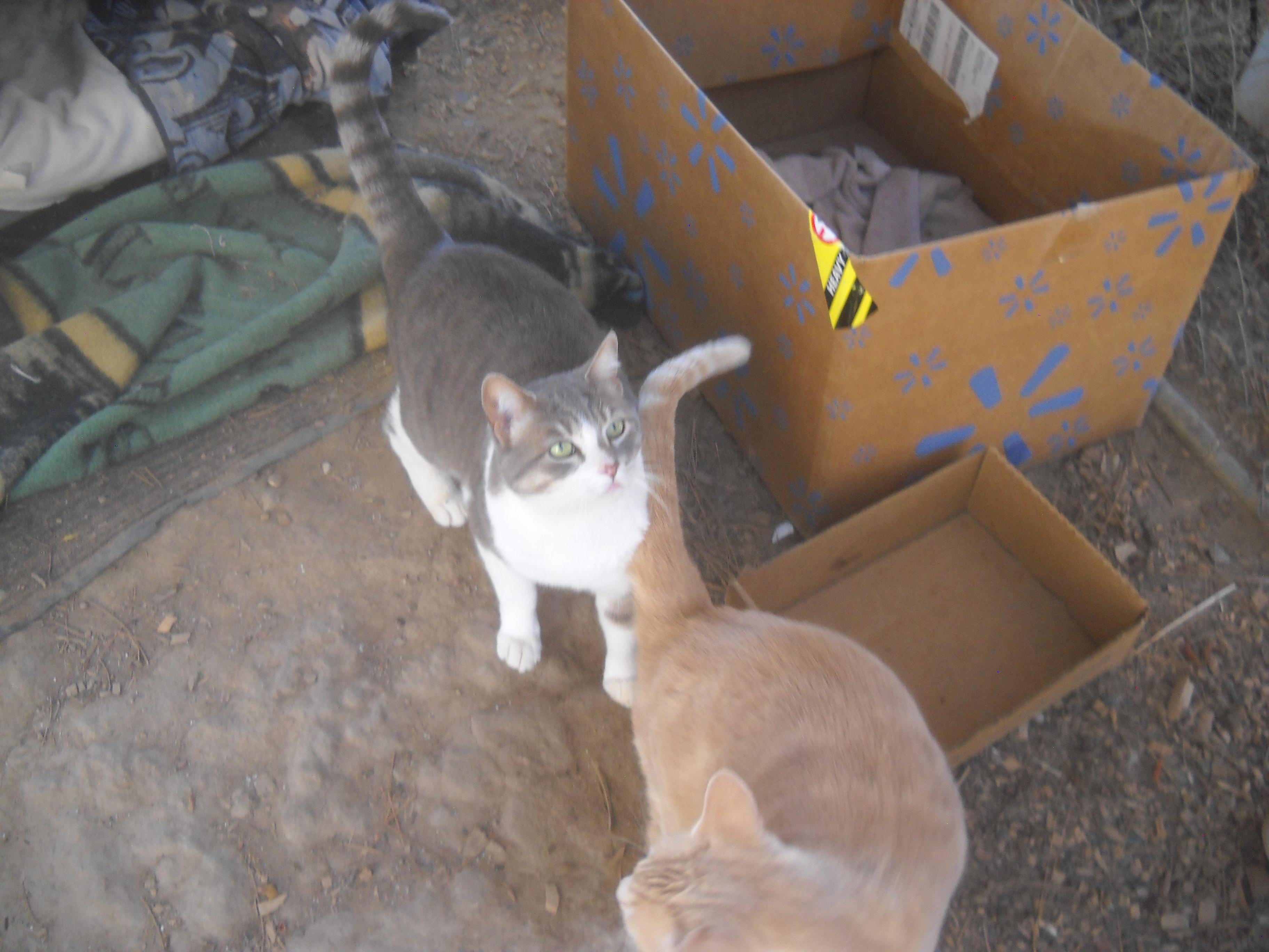 Enlarge Mama Cat  Oakhurst, CA, a Adoptable Tabby in Oakhurst, CA image 3/3