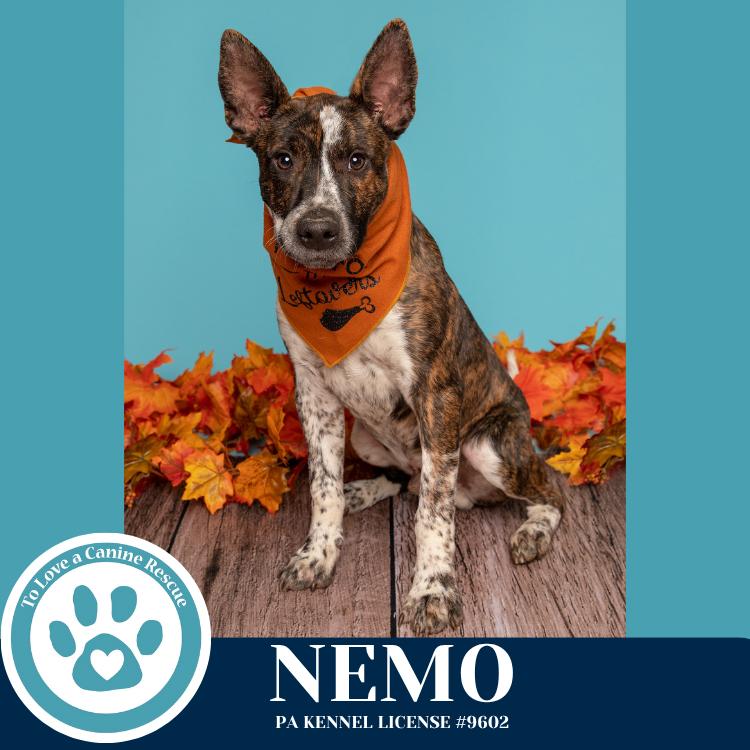Nemo (Ocean Explorers) 110825, Adoptable, Puppy Male Cattle Dog.
