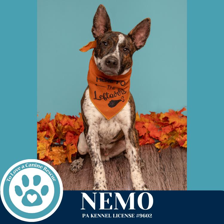 Enlarge Nemo (Ocean Explorers) 110825, a Adoptable mixed breed in Kimberton, PA image 2/6