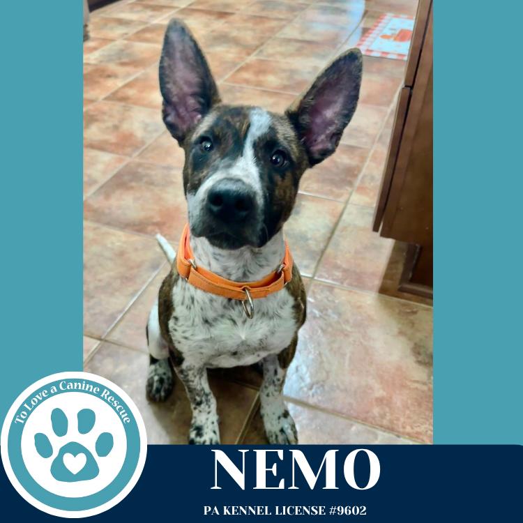 Enlarge Nemo (Ocean Explorers) 110825, a Adoptable mixed breed in Kimberton, PA image 4/6