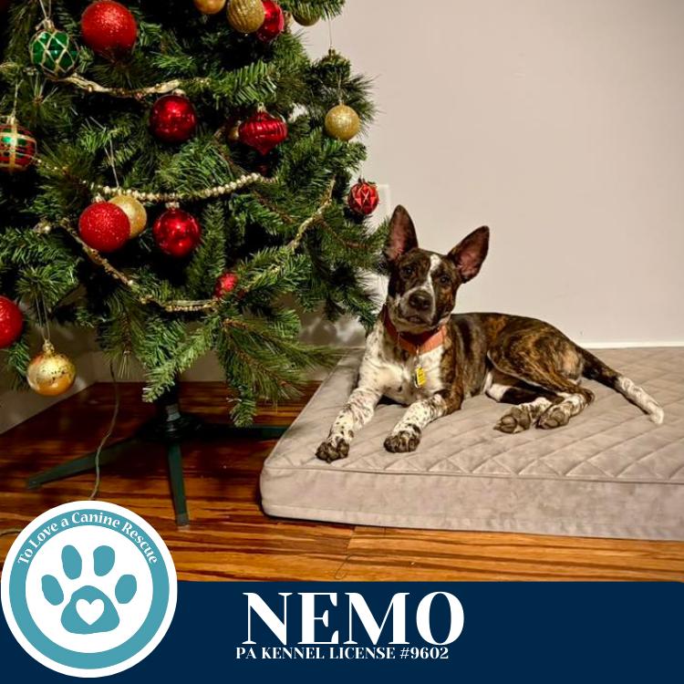 Enlarge Nemo (Ocean Explorers) 110825, a Adoptable mixed breed in Kimberton, PA image 5/6