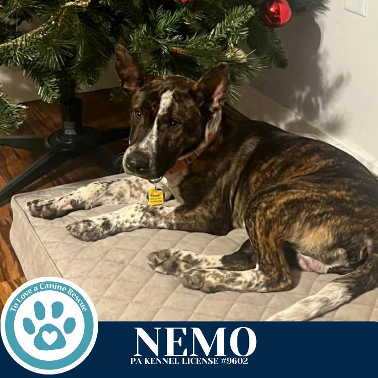 Enlarge Nemo (Ocean Explorers) 110825, a Adoptable mixed breed in Kimberton, PA image 6/6