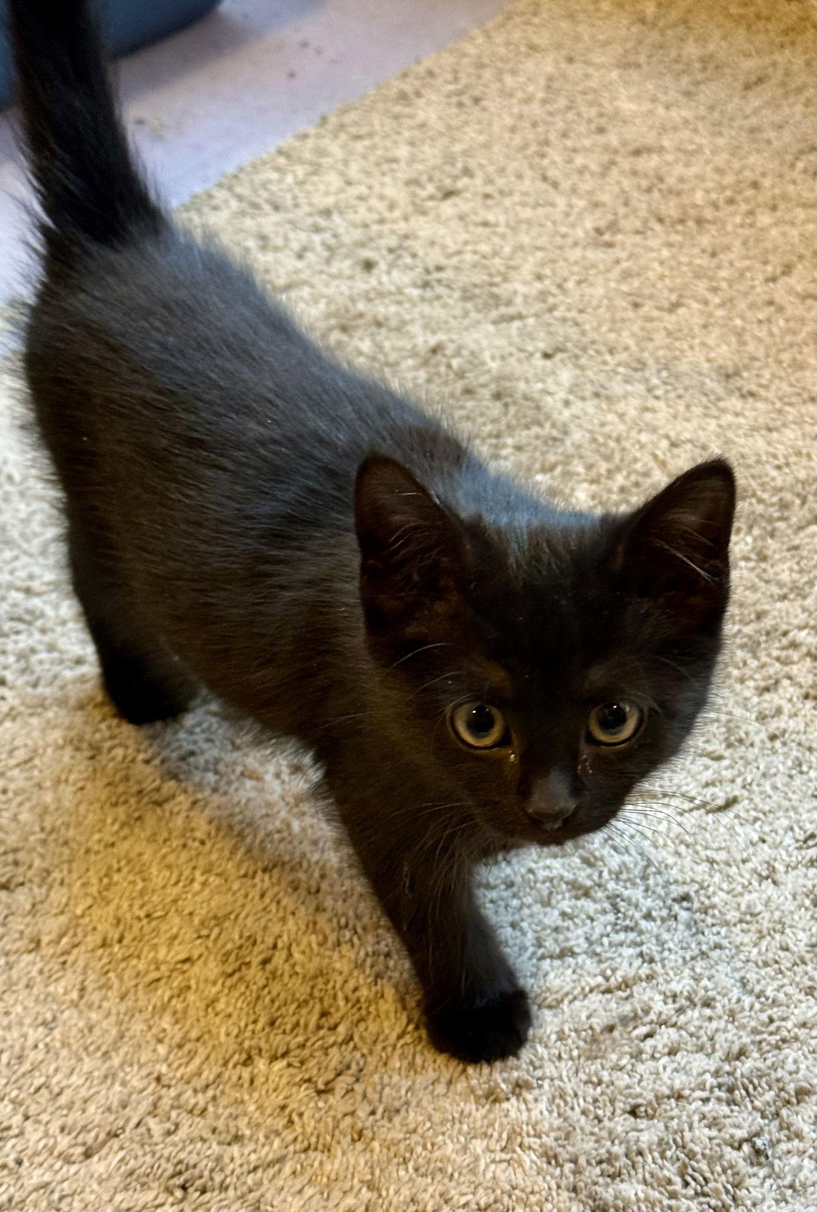 Cinco, Adopted, Kitten Female Domestic Short Hair.