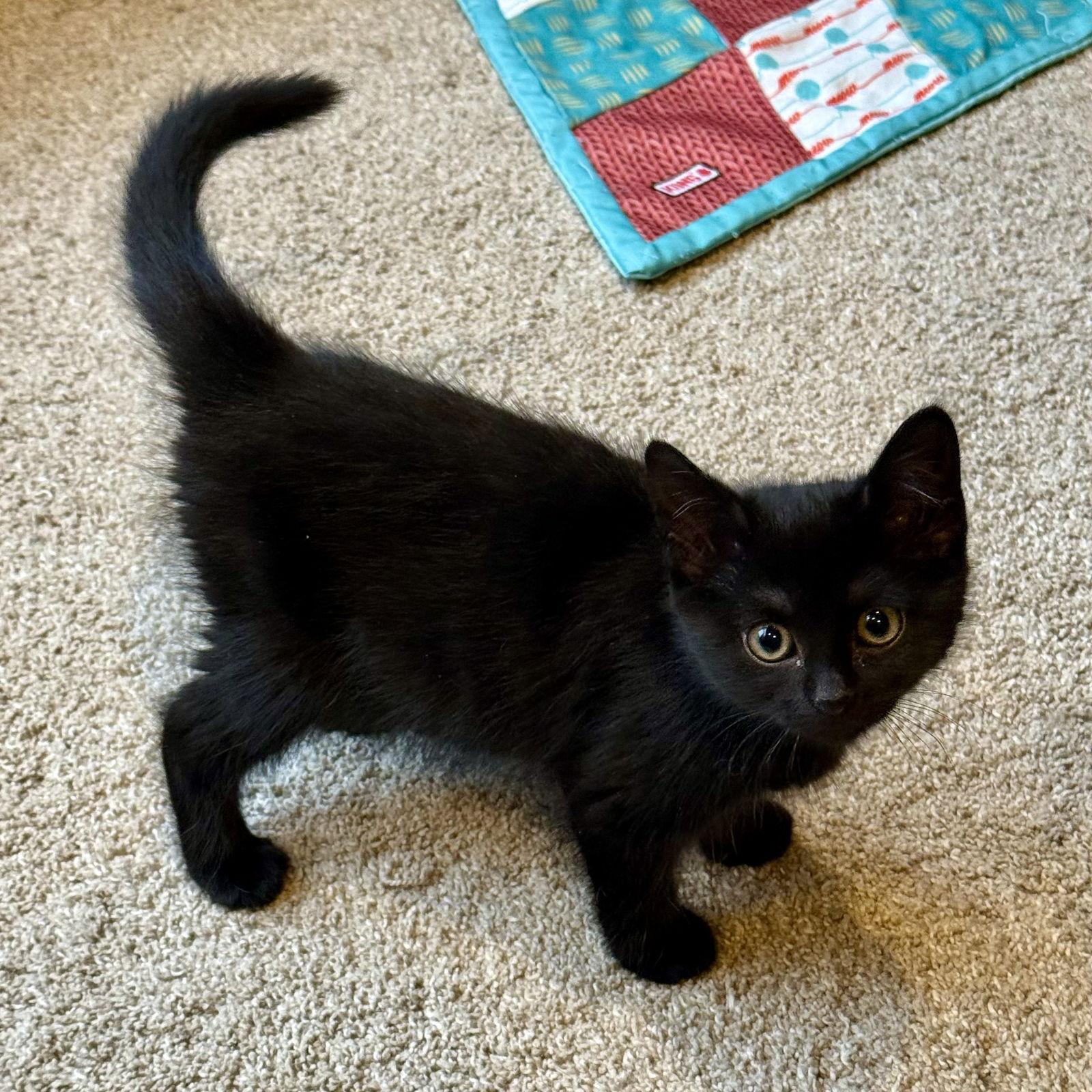 Enlarge Cinco, a Adopted Domestic Short Hair in Broomall, PA image 2/3