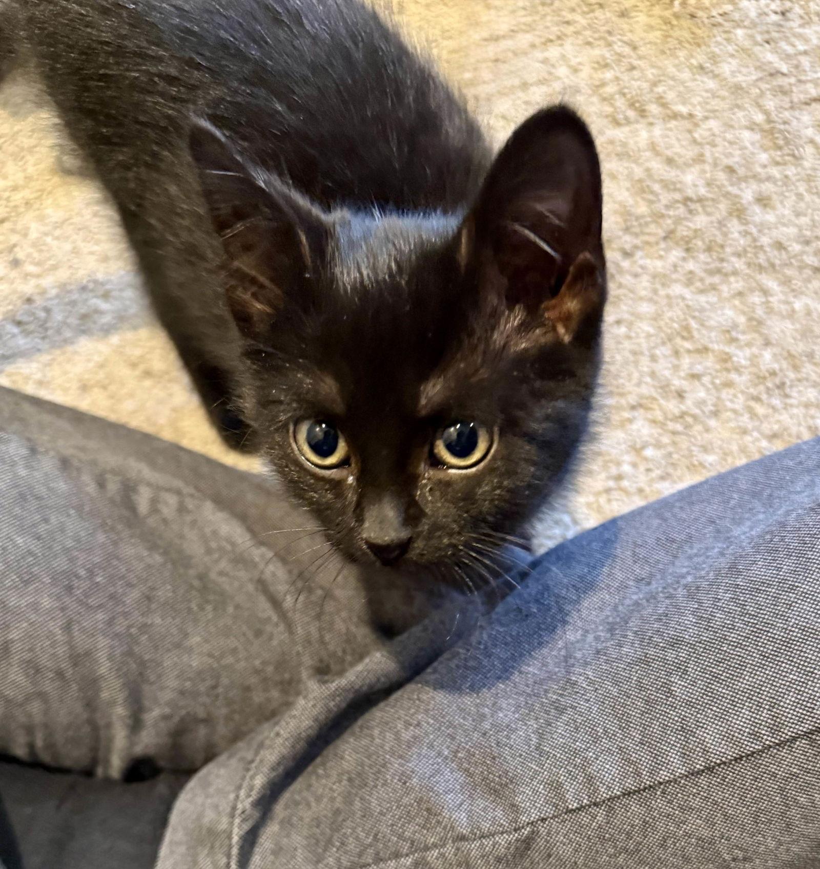 Enlarge Cinco, a Adopted Domestic Short Hair in Broomall, PA image 3/3