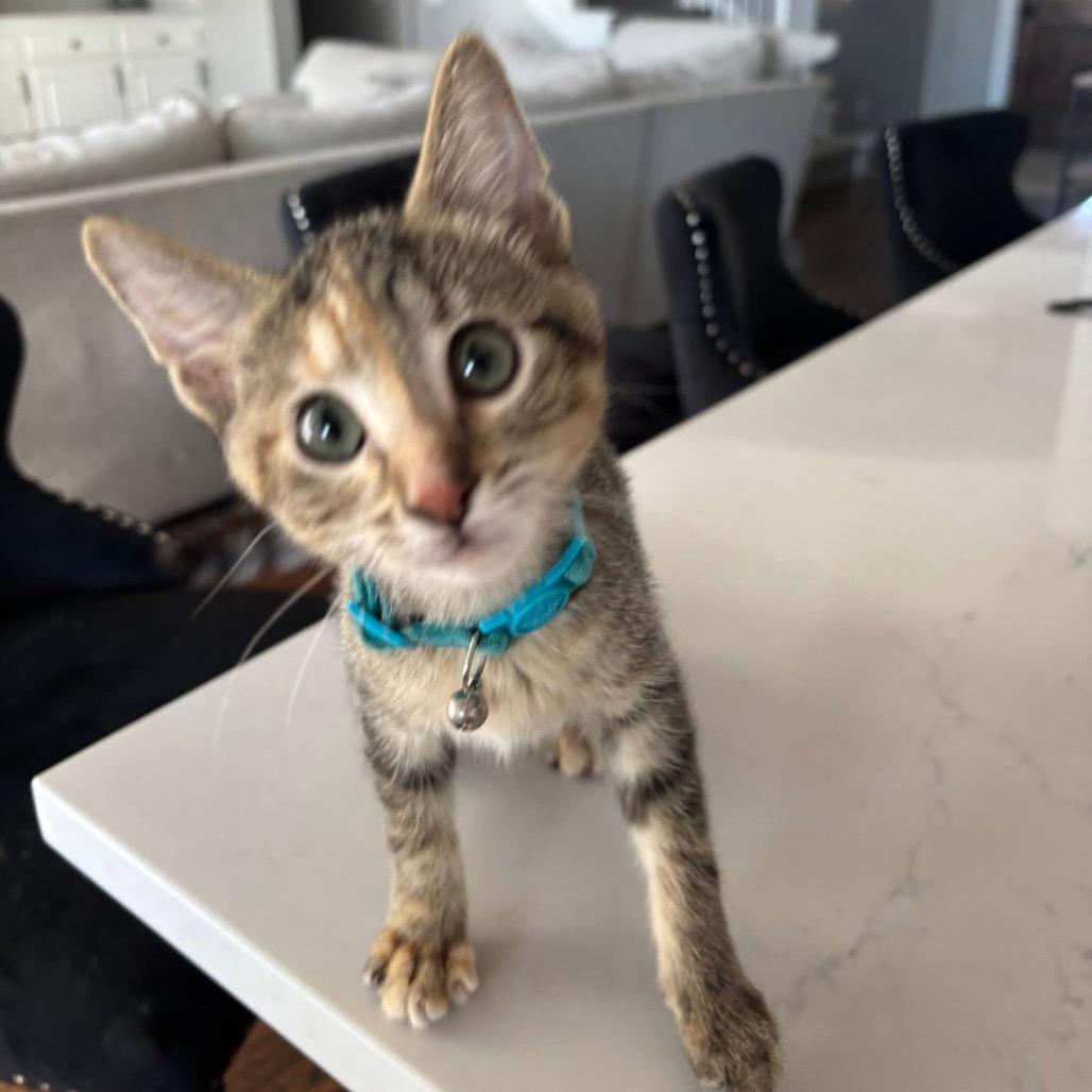 Grape, Adoptable, Kitten Male American Shorthair.