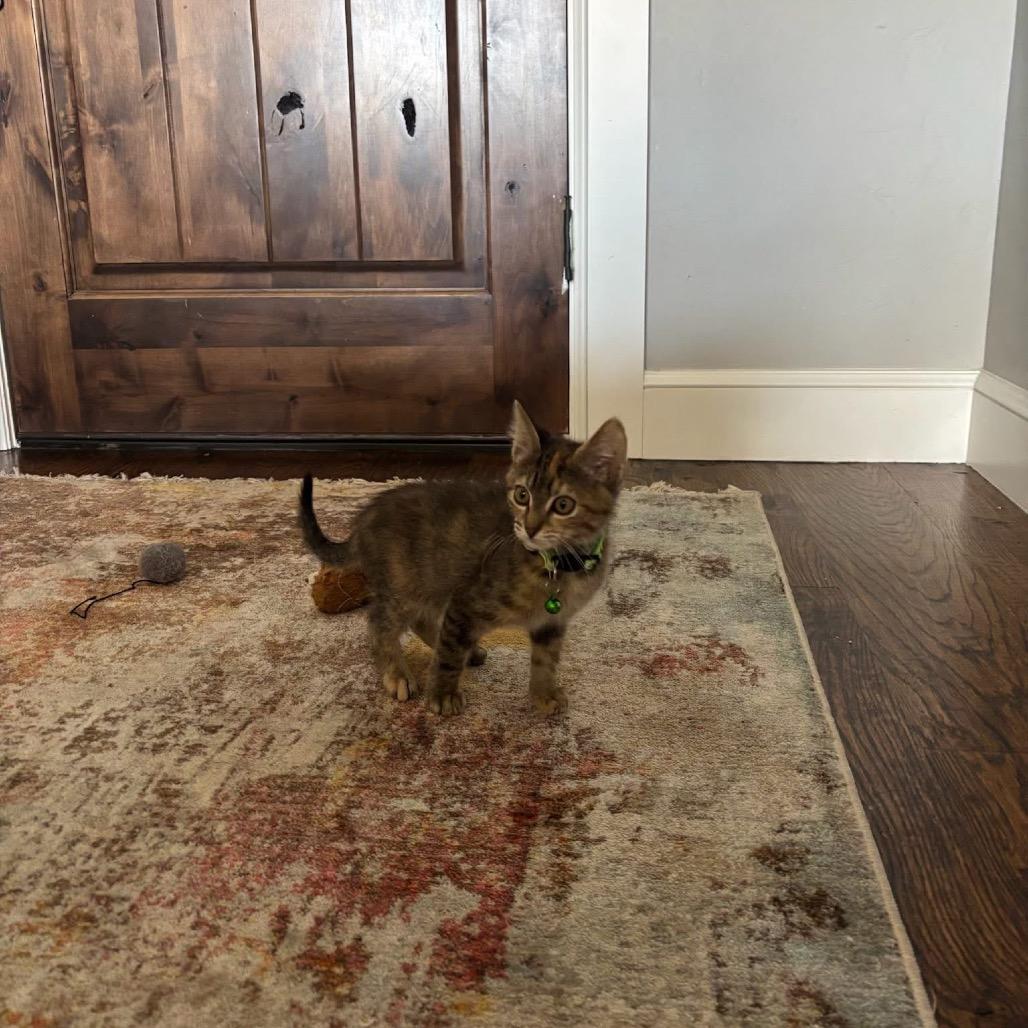 Enlarge Grape, a Adoptable American Shorthair in Collinsville , OK image 2/2