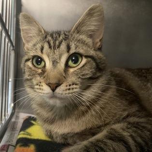 Cierra, Adoptable, Young Female Domestic Short Hair.
