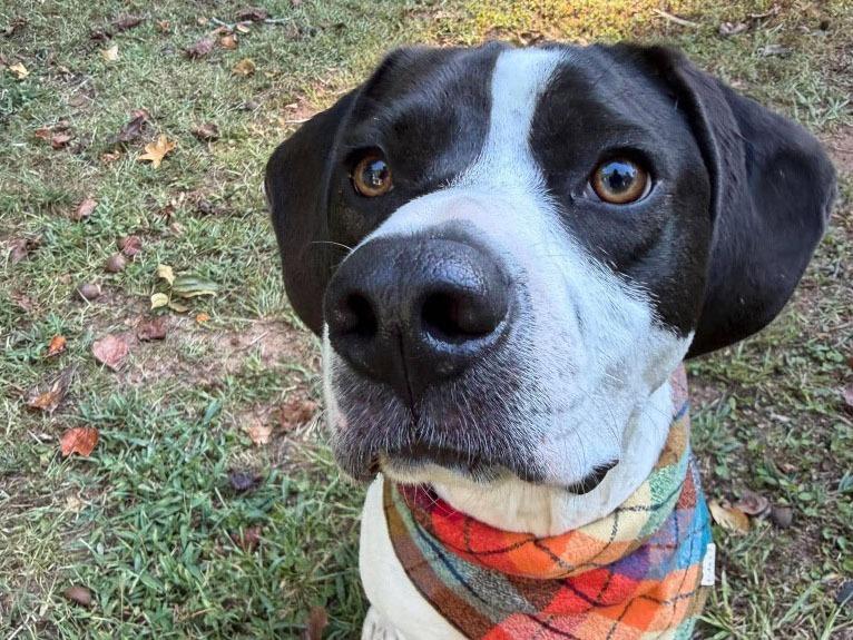 Enlarge Tsuki, a Adoptable mixed breed in Raleigh, NC image 6/6