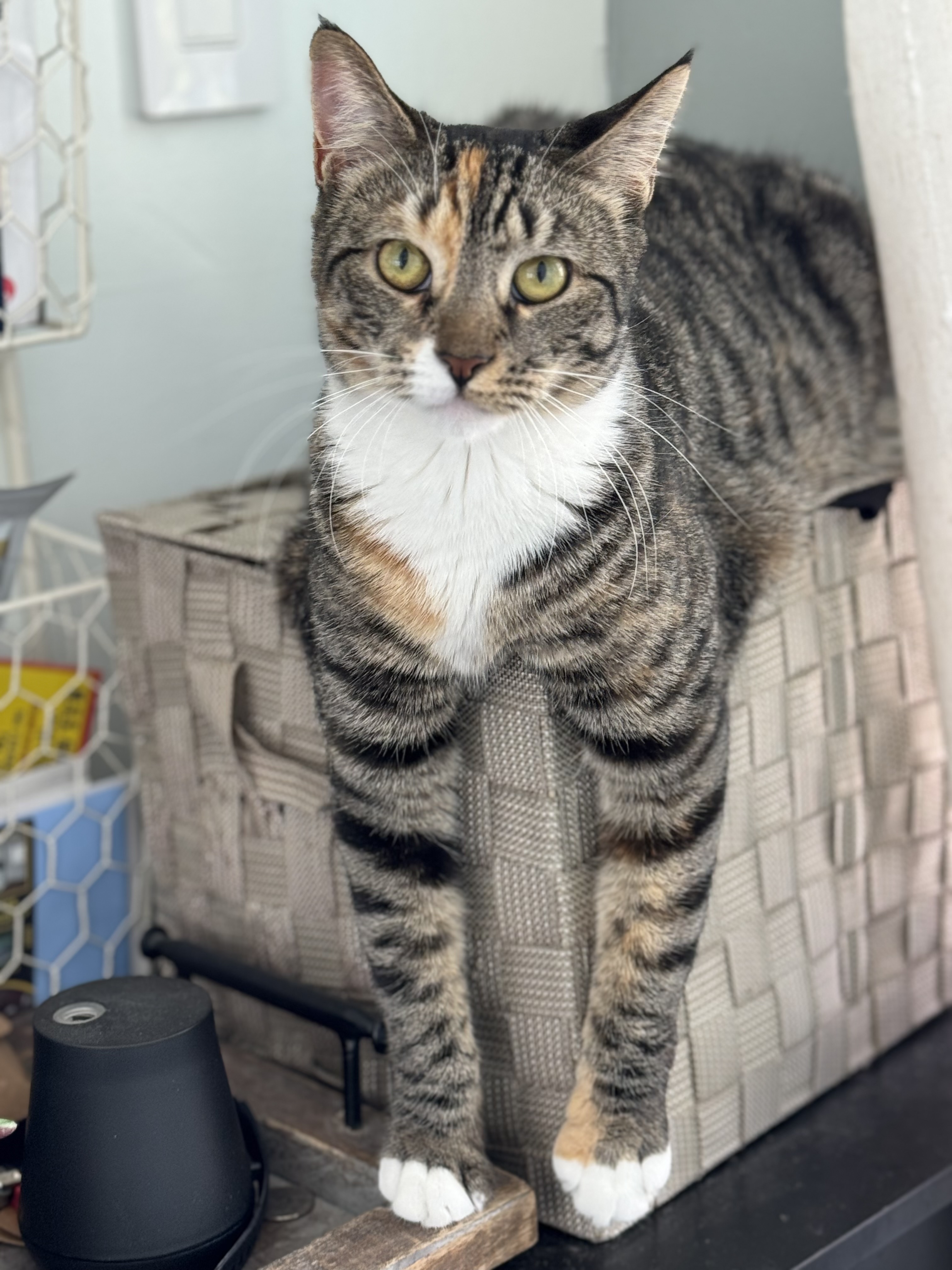 Enlarge Lola (f), a Adoptable Domestic Short Hair in Fresh Meadows, NY image 1/2