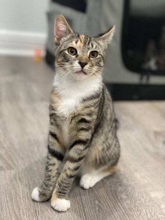 Lola (f) — thumbnail 2