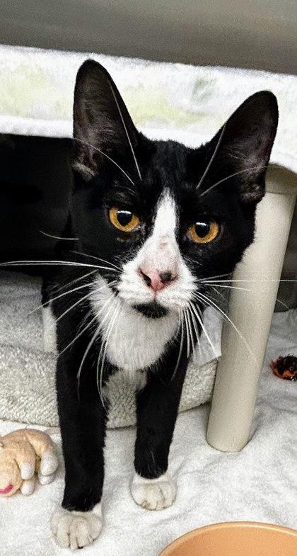 Enlarge Solstice, a Adoptable mixed breed in Munster, IN image 1/1