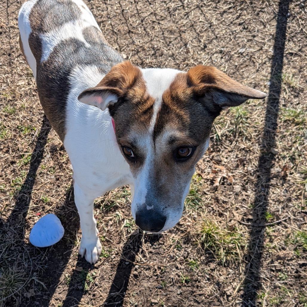 Enlarge Tortilla, a Adoptable Mixed Breed in Tulsa, OK image 2/6