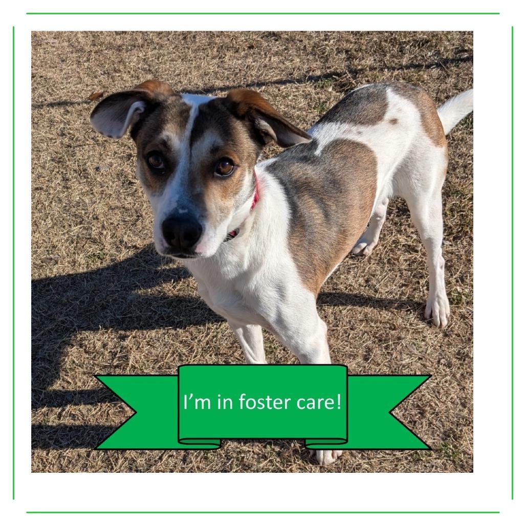 Enlarge Tortilla, a Adoptable Mixed Breed in Tulsa, OK image 3/6