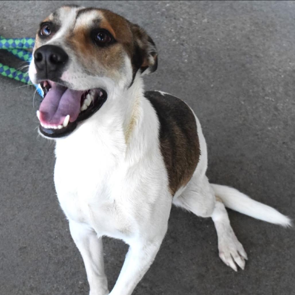 Enlarge Tortilla, a Adoptable Mixed Breed in Tulsa, OK image 4/6
