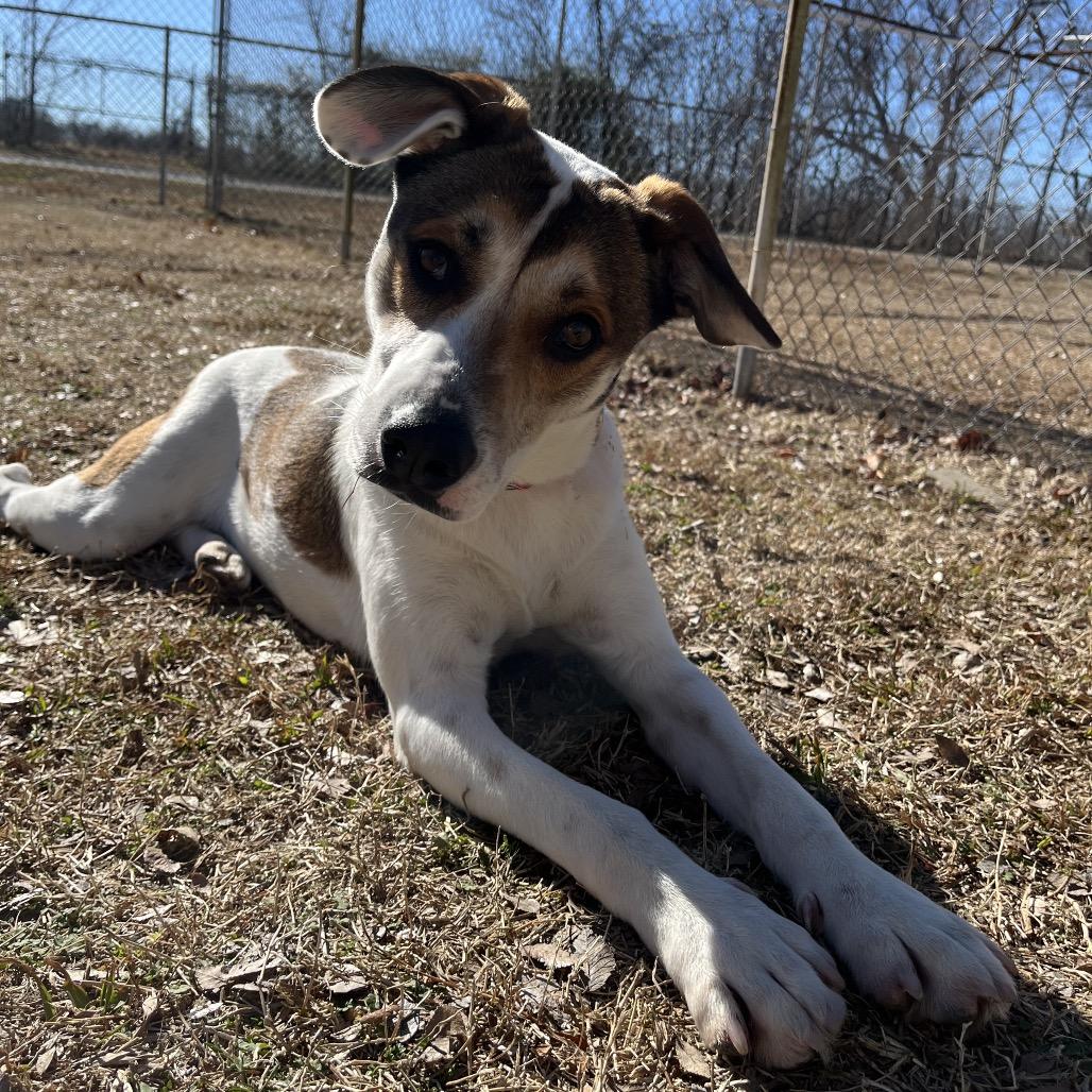 Enlarge Tortilla, a Adoptable Mixed Breed in Tulsa, OK image 5/6