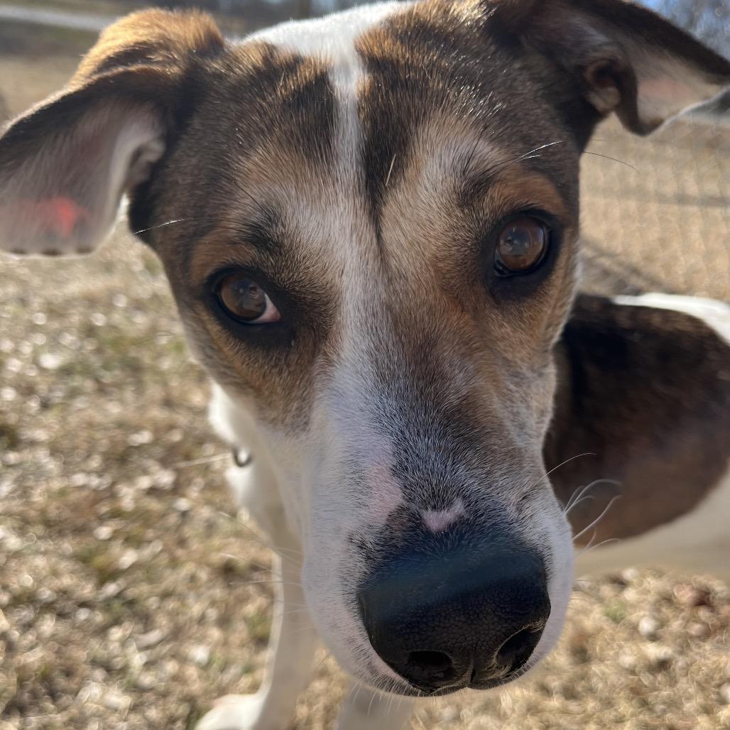 Enlarge Tortilla, a Adoptable Mixed Breed in Tulsa, OK image 6/6