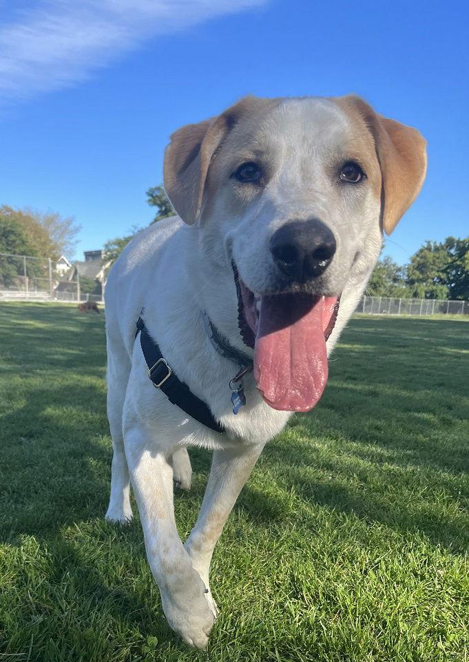 Radish, Adoptable, Adult Male Yellow Labrador Retriever & Great Pyrenees.
